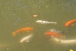 14707812_366437077034275_7871588881534489331_o.jpg