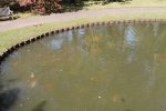 12080168_172544149756903_9223166264652504315_o.jpg
